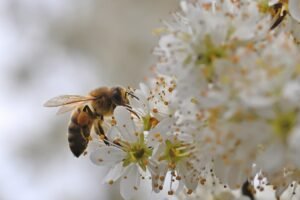 bee, close up, honey bee-8670975.jpg