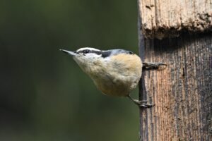 bird, red-breasted nuthatch, wings-7876247.jpg