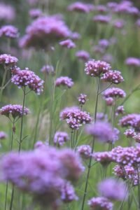 verbena, blossoms, flower background, garden, flower, beautiful flowers, flower bed, flower meadow, flora, beautiful wallpaper, flower wallpaper, nature, background, flower garden, bloom, hover, purple, violet, floral background, filigree